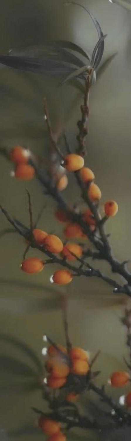 Декор Тракай 6 глянцевый глянцевый |8,5х28,5