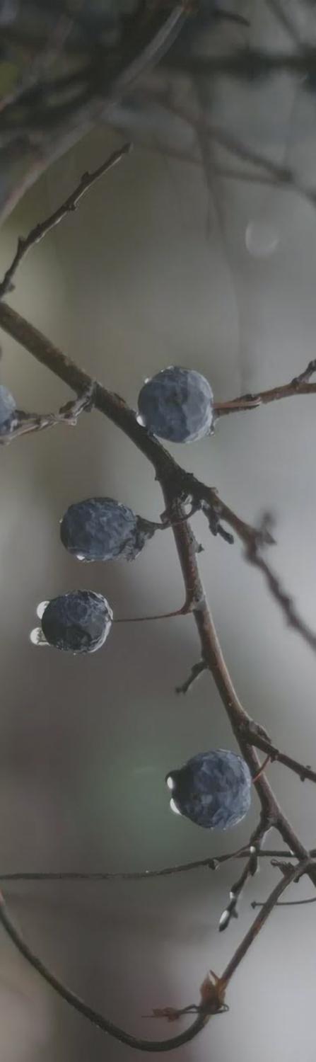 Декор Тракай 8 глянцевый глянцевый |8,5х28,5