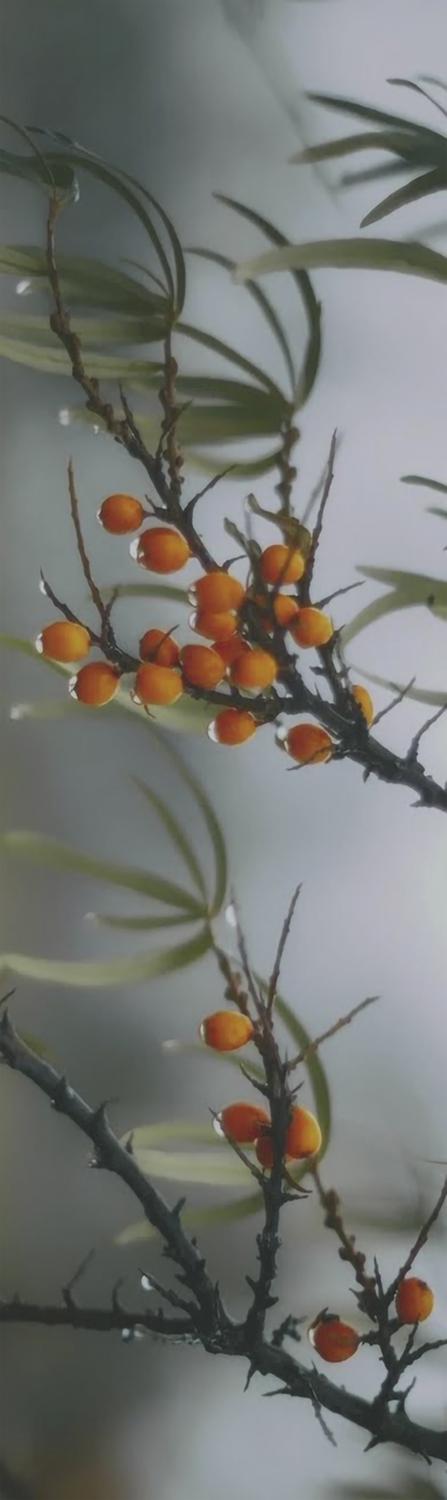 Декор Тракай 7 глянцевый глянцевый |8,5х28,5